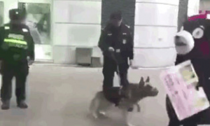 网红熊本熊在广场被警犬追咬，警察：稍息立正，你是警犬不是泼妇
