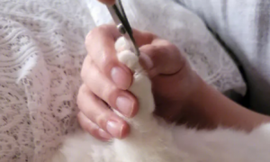 猫咪要剪指甲吗