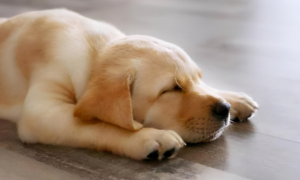 20℃晚上狗狗睡地板会着凉吗