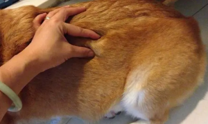 狗狗脂肪瘤会自己消失吗会传染吗