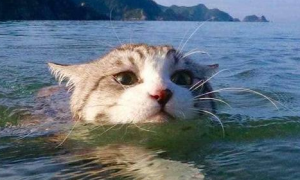 猫会不会游泳