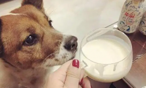 狗狗喝木糖醇酸奶以后会有什么症状