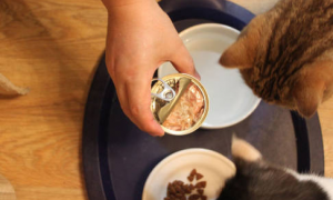 猫拉肚子吃罐头还是猫粮