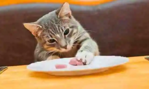 猫咪可以吃牛肉吗