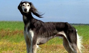 萨路基猎犬的寿命一般是多久