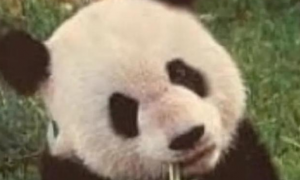 大熊猫乐乐遗体将移交上海动物园