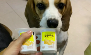 小狗狗可以吃酸奶吗