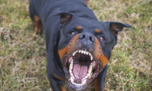 罗威纳犬撕咬女童事件后，四川崇州发布文明养犬公约