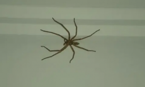 新房子为什么有蜘蛛
