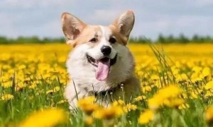 狗狗支气管痉挛的症状及治疗方法