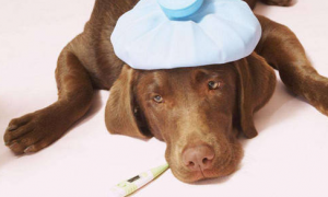 小狗狗可以吃儿童感冒药吗