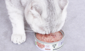 猫罐头可以每天都喂吗