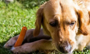 狗狗吃胡萝卜中毒的症状有哪些