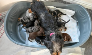 英国一只腊肠犬产下11只小狗 或破世界纪录