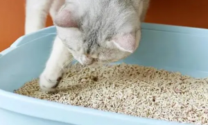 猫砂有味道吗