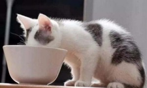 猫咪一直喝水不吃猫粮是怎么回事