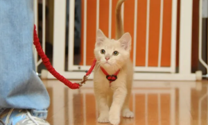 怎么训练猫带牵引绳