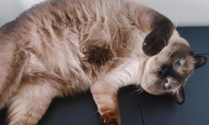 宠主养了暹罗猫半年多，渐渐发现不对劲，网友：见过最胖的暹罗猫