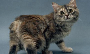 曼岛猫的特征有哪些 从外形毛发区分