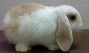 荷兰垂耳兔能长多少斤