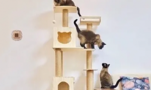 猫需要猫爬架吗