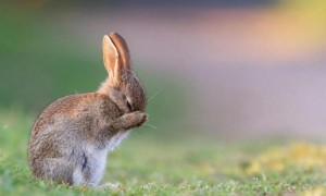 兔子皮肤长癣怎么治疗