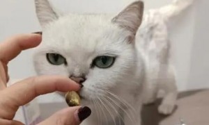 猫怎么喂鱼油