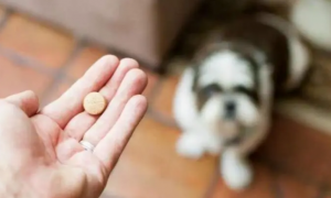 狗可以吃钙片吗