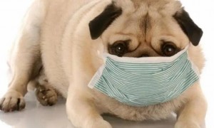 狗狗怎么咳嗽