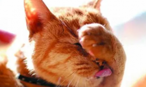 猫洗脸意味着什么意思