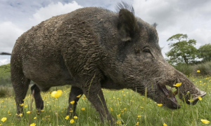 国家“三有动物”名录公布，野猪正式被除名，能随意猎杀野猪了吗