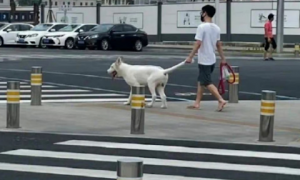 男子忘带牵引绳了，于是就牵着狗狗的尾巴过马路，狗：不要面子啦