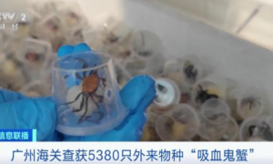 超5000只吸血鬼蟹被查获！海关提醒