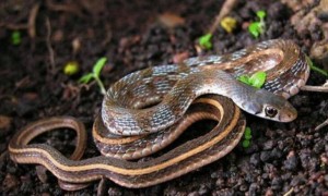 白眉蝮蛇是保护动物吗