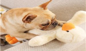狗狗可以玩毛绒玩具吗