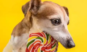 狗能吃糖果吗为什么