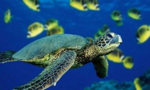 绿海龟值钱吗