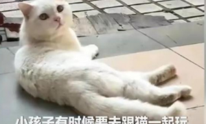 网曝广东一中学保安，将流浪猫装袋子摔死！学校：没摔死，放生了