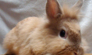 宠物兔冬季容易患什么疾病-便秘的原因