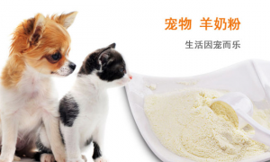宠物狗可以喝婴儿奶粉吗