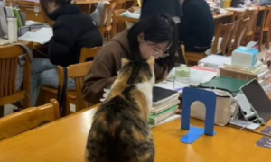 流浪猫常驻自习室为考研生解压，被亲切称为学霸猫