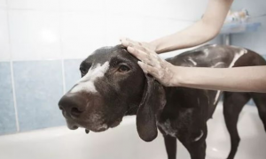 狗狗洗完澡几天可以体外驱虫
