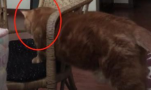猫咪卡在凳子上，惨遭嫌弃，下一秒的举动让主人顿时不淡定了