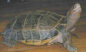 马来西亚巨龟冬眠吗