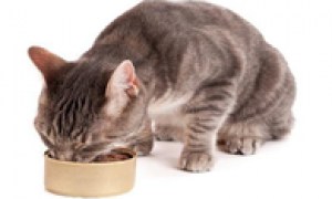 猫必须要吃罐头吗