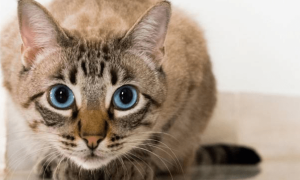 猫咪关节炎症状有哪些