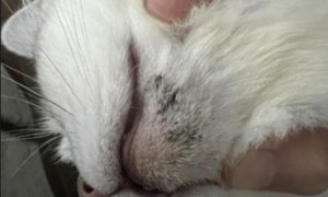 猫咪下巴有黑色的像是结痂一样的东西是怎么回事