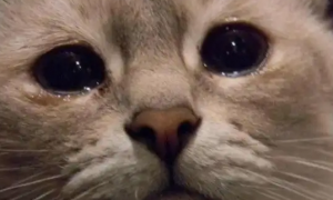 猫一只眼睛流泪怎么办啊