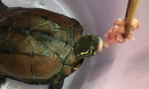 小乌龟吃肉是生的还是熟的