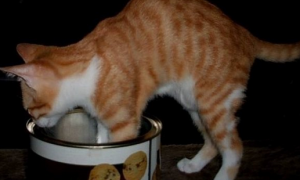 调皮的橘猫展现软骨功，竟钻进罐罐秒变猫罐头！